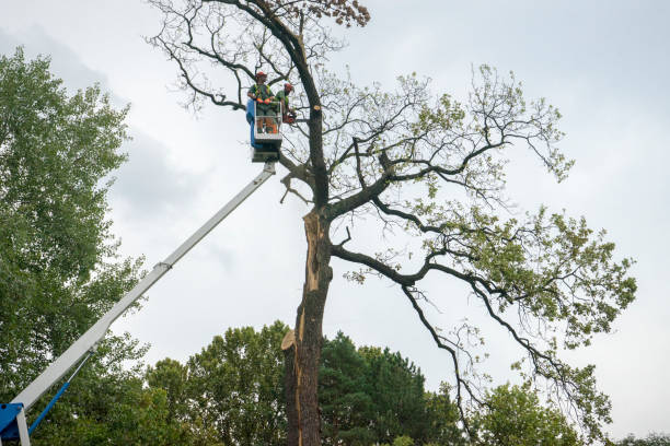 Best Tree Removal Cost  in Kilgore, TX